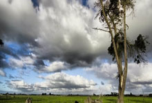 探叶天士“论体攻病,肥瘦异治”学术思想